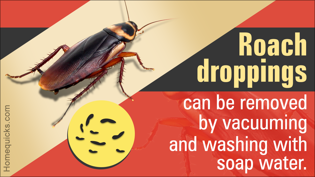Effective Ways to Get Rid of Roach Droppings