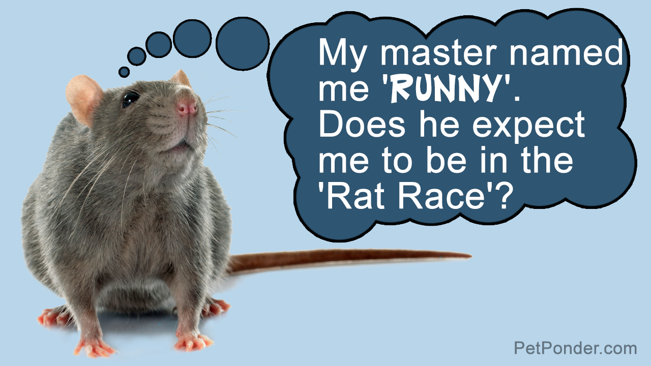 Cute and Funny Pet Rat Names