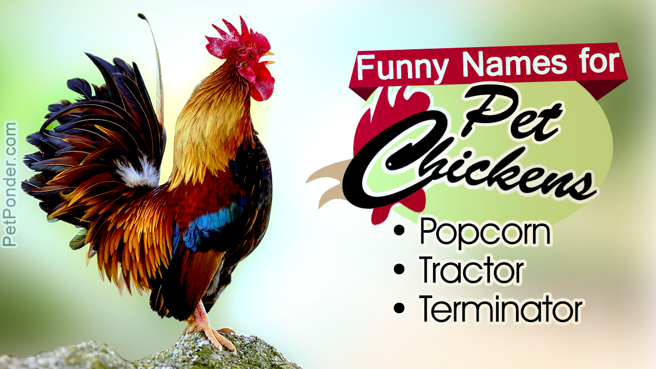 Funny Names for Your Pet Chickens