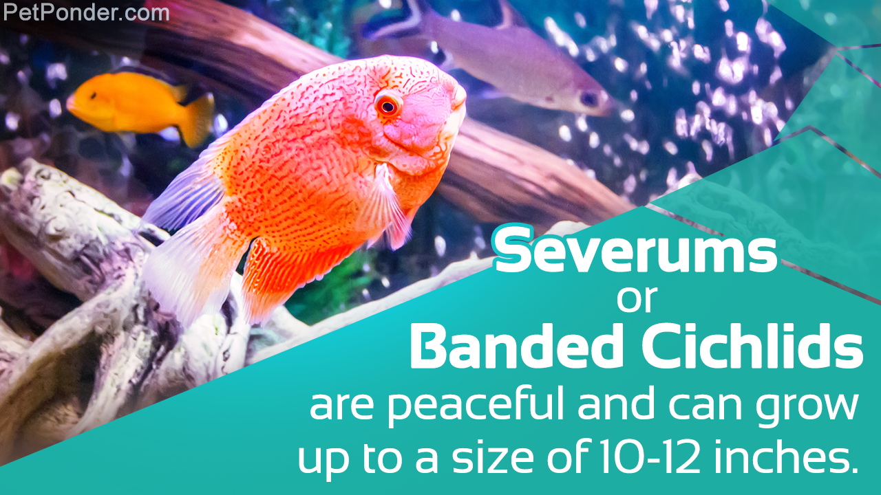 Things You Need to Know About Severum (Banded Cichlid)