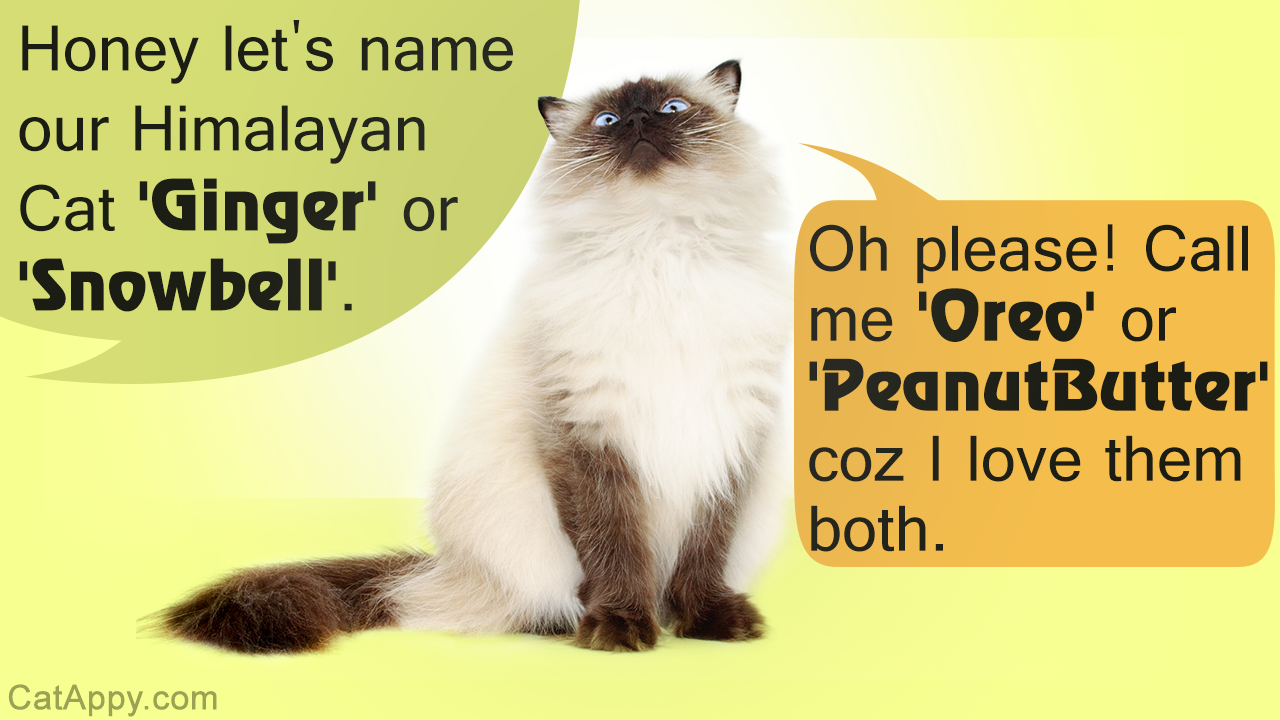 144 Cute Names for Your Himalayan Cat