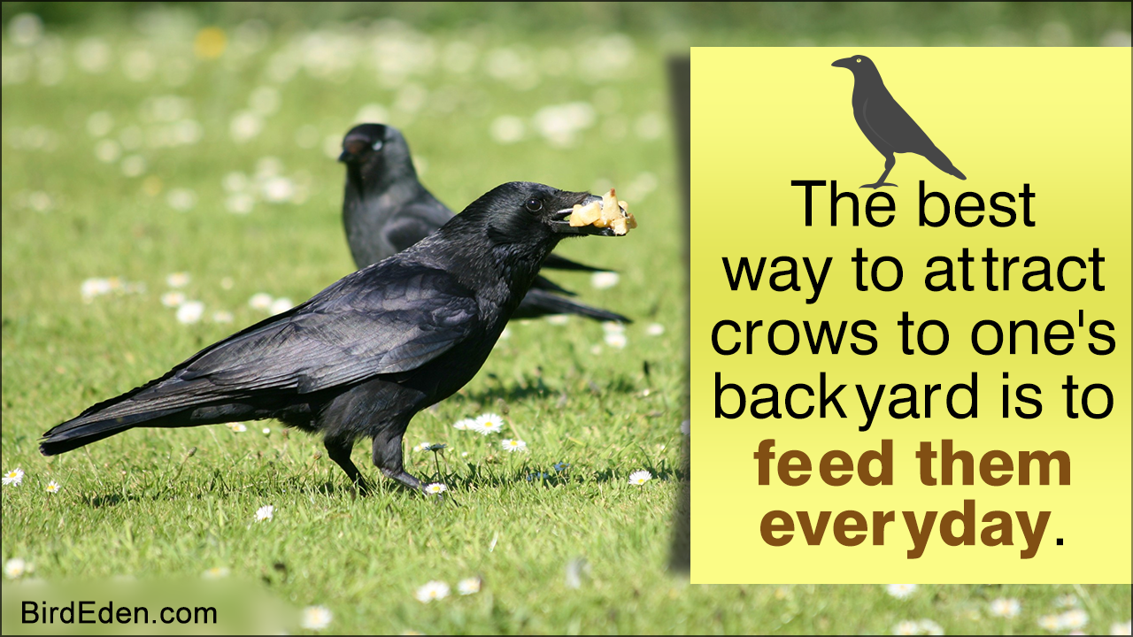 How to Attract Crows to Your Backyard