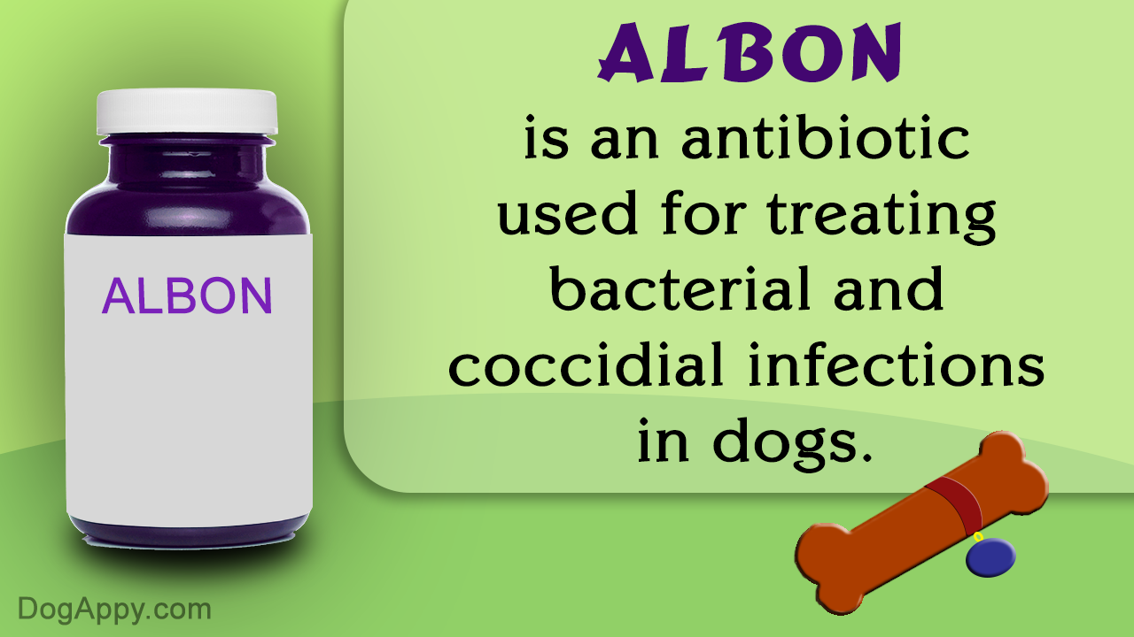 Albon for Dogs: Uses and Side Effects