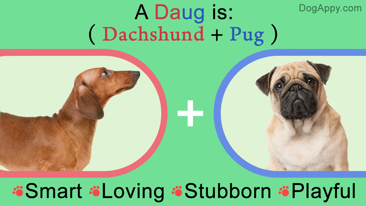 Information About Pug-Dachshund (Pugsund/Daug) Mix Breed