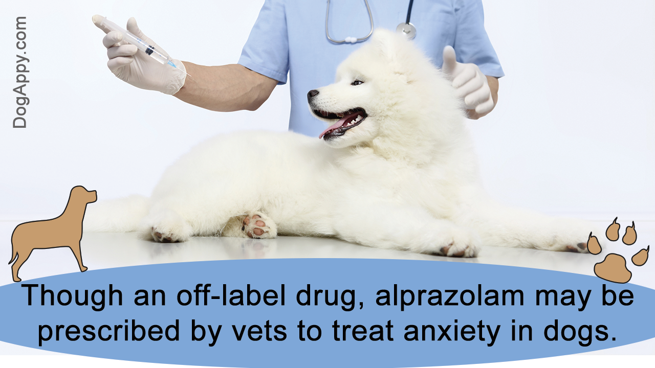 Alprazolam (Xanax) for Dogs: Uses and Side Effects