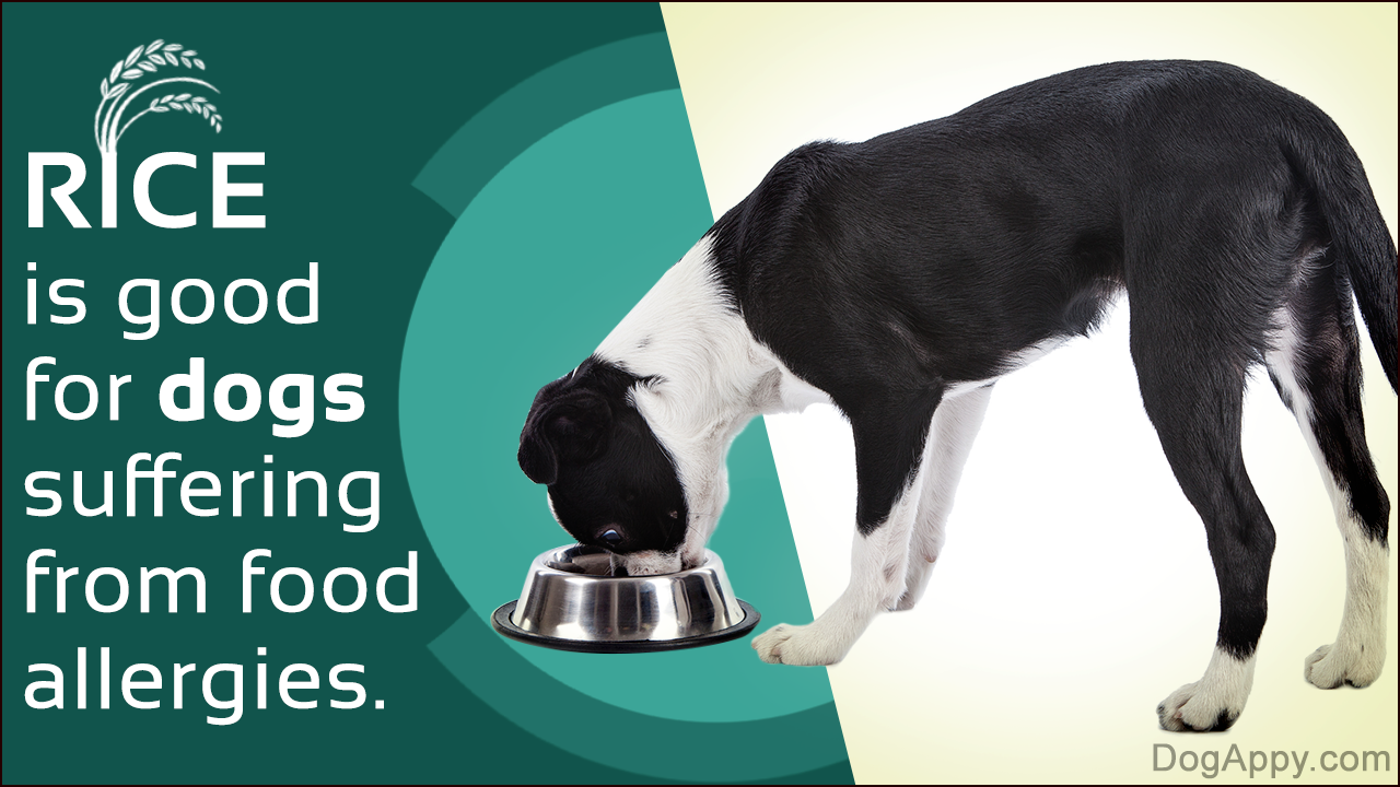 Is Rice Good for Dogs?