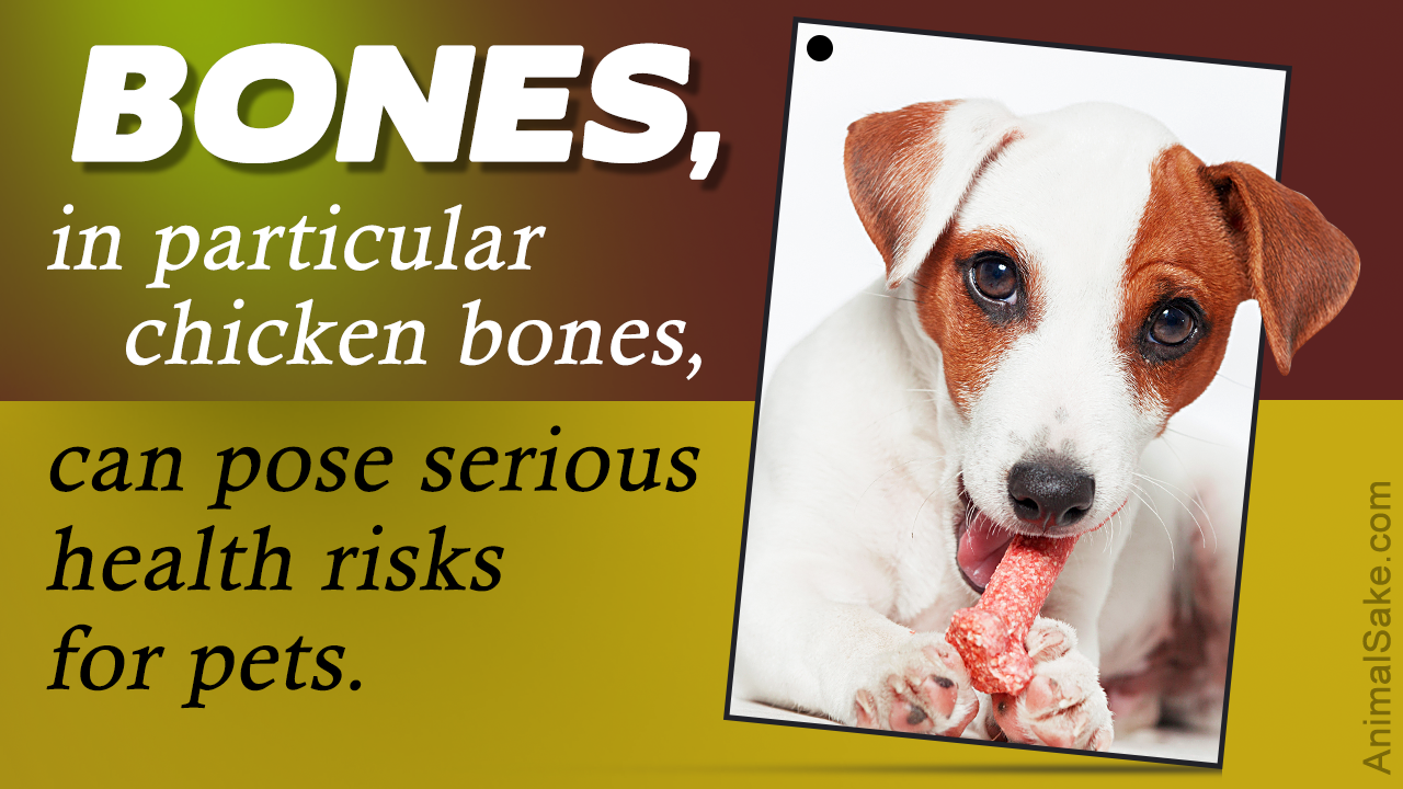 Should You Feed Chicken Bones to Your Dog?