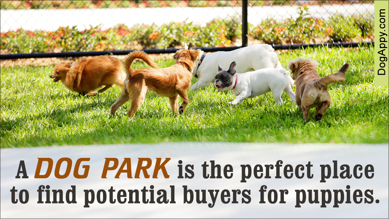 Important Factors to Remember Before Selling Puppies