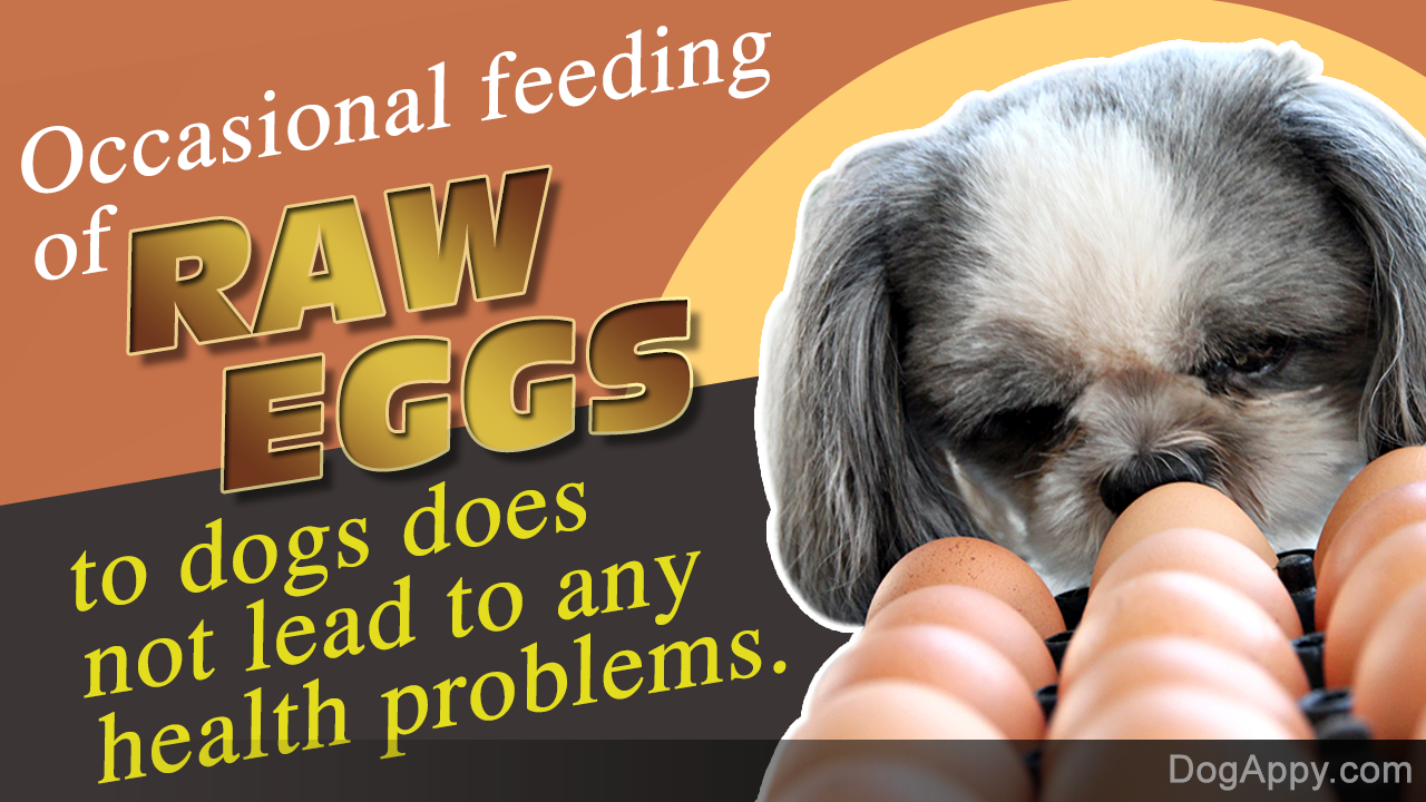 Are Raw Eggs Good for Dogs?