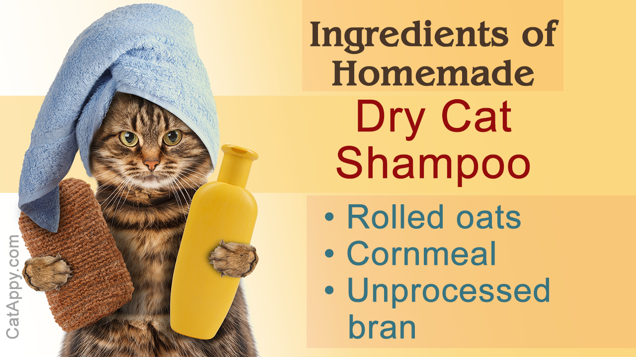 How to Make Cat Shampoo at Home
