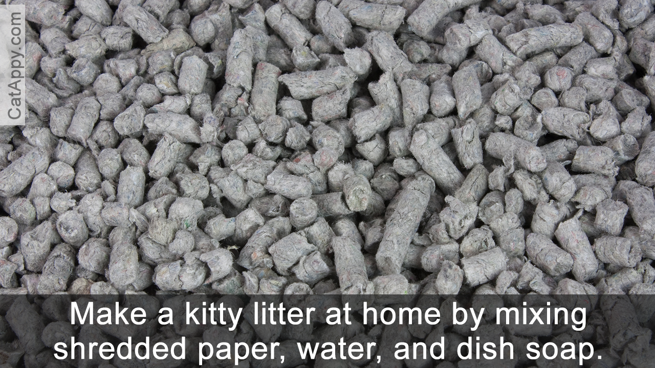 12 Alternatives to Clay Cat Litter You Didn't Know