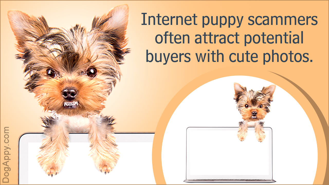 Tips to Keep in Mind While Buying a Puppy Online