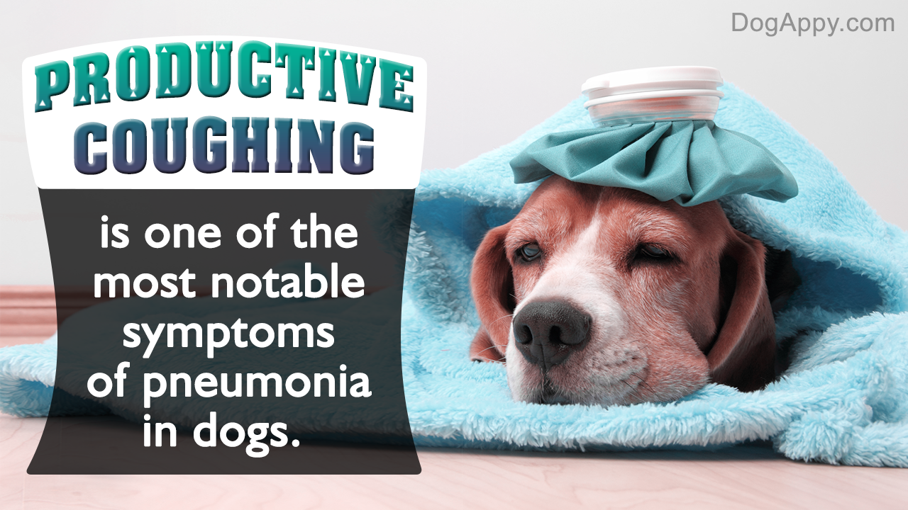 Pneumonia Symptoms in Dogs - Pet Ponder