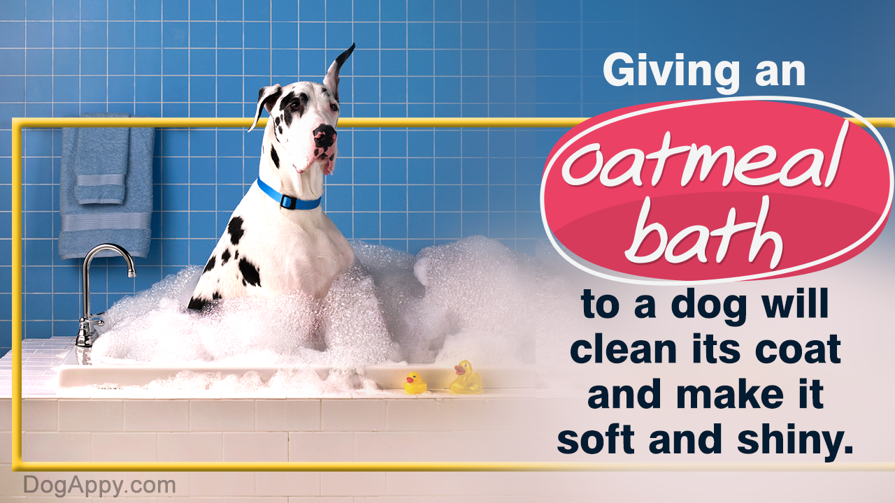 Oatmeal Bath for Dogs