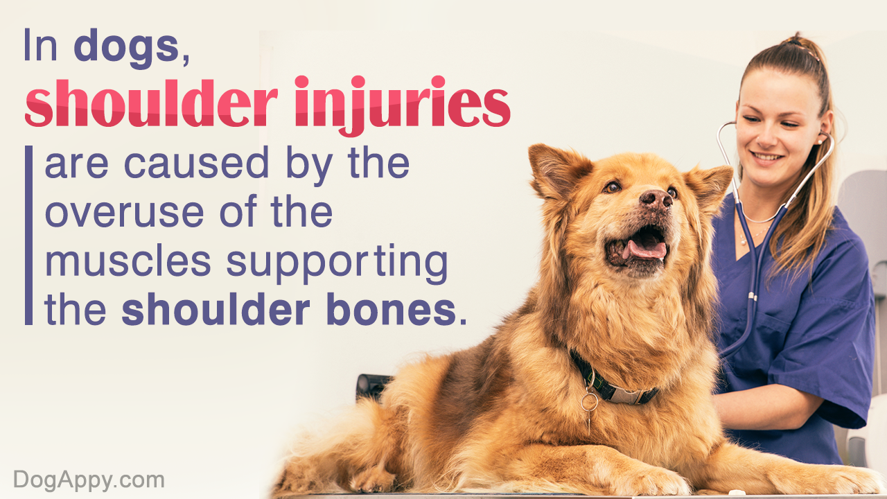 Shoulder Injuries In Dogs: Know Them All