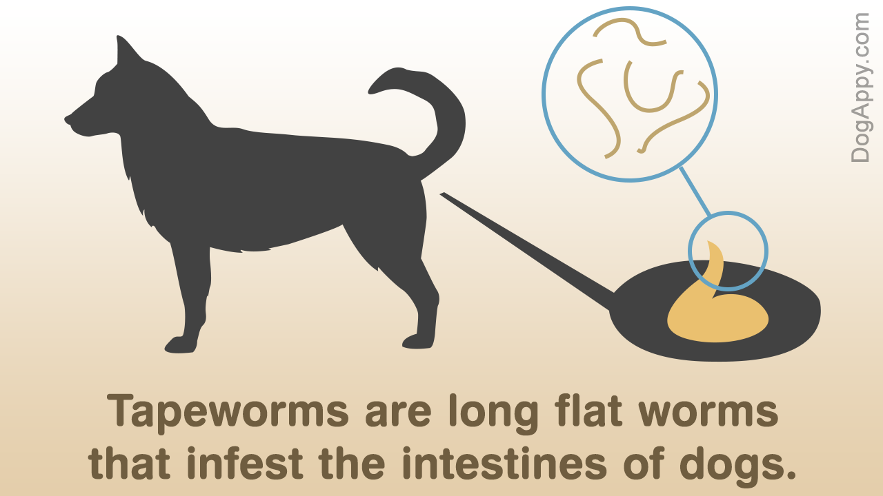 Worms in Dog Poop