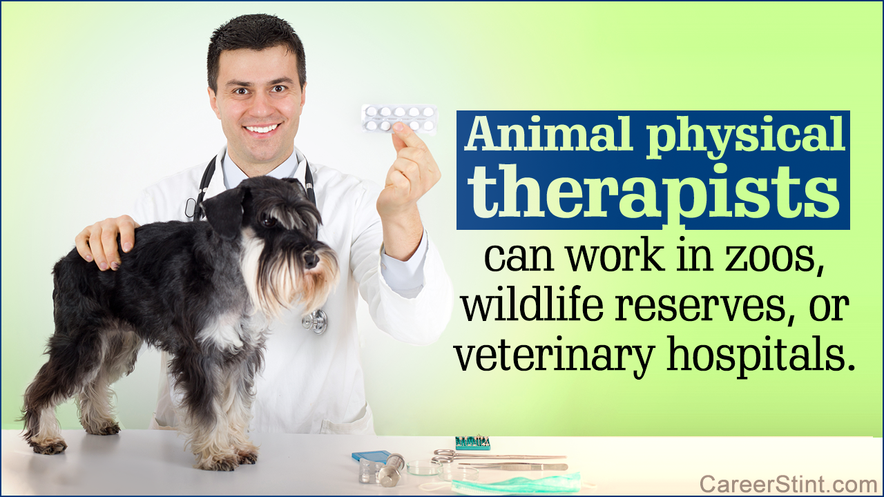 Animal Physical Therapist Salary