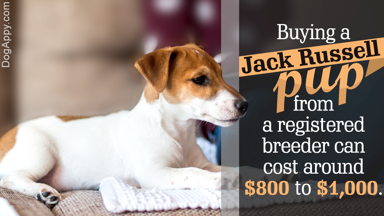 How Much Do Jack Russell Terrier Puppies Cost?