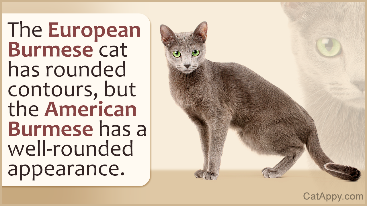 European and American Burmese Cats - A Controversy