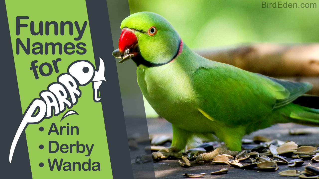 100 Cute and Funny Pet Parrot Names