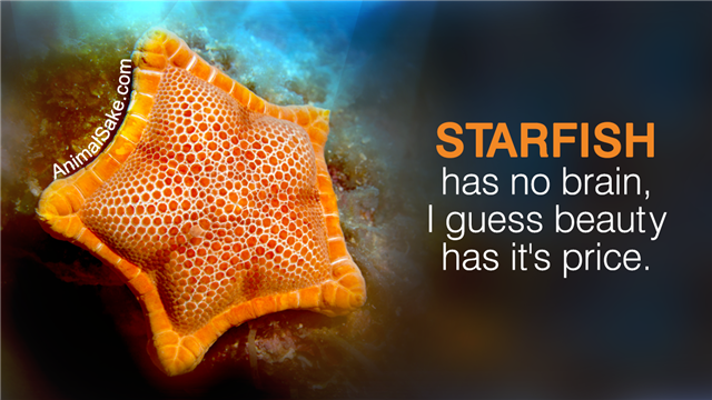 Starfish Sea Life Underwater Sea Star Scuba Diver Point Of View