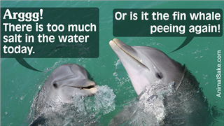 Dolphins Interacting