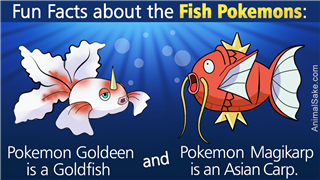 물고기 포켓몬에 대한 재미있는 사실