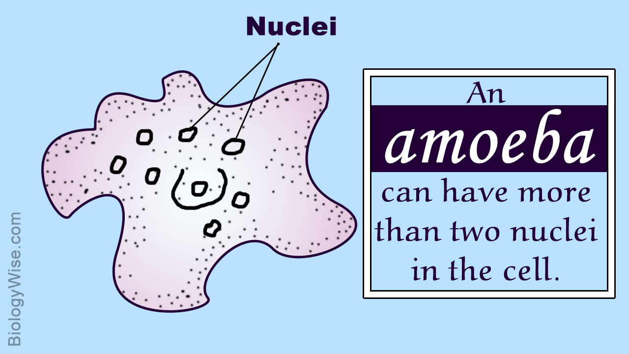 Classification of Amoeba (Ameba)