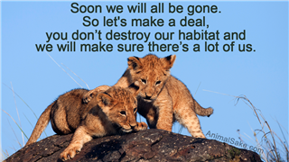 Lion habitat awareness
