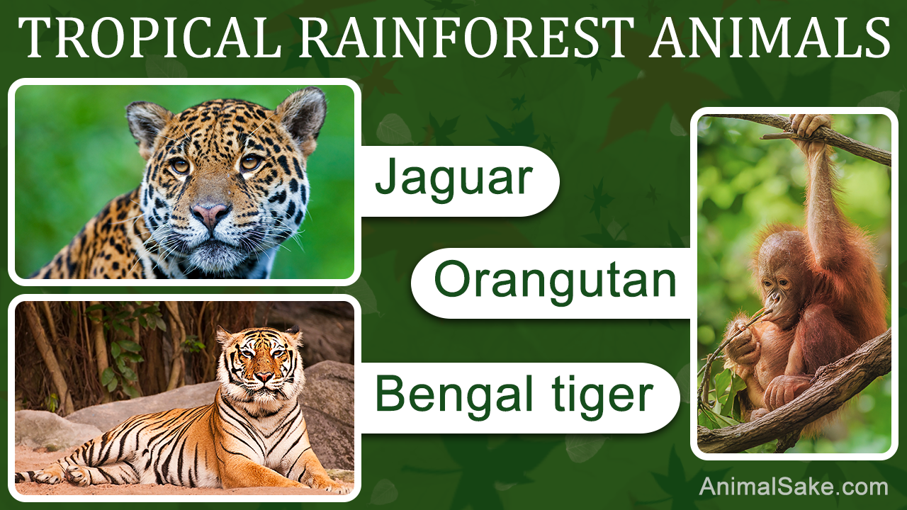Tropical Rainforest Animals - Animal Sake