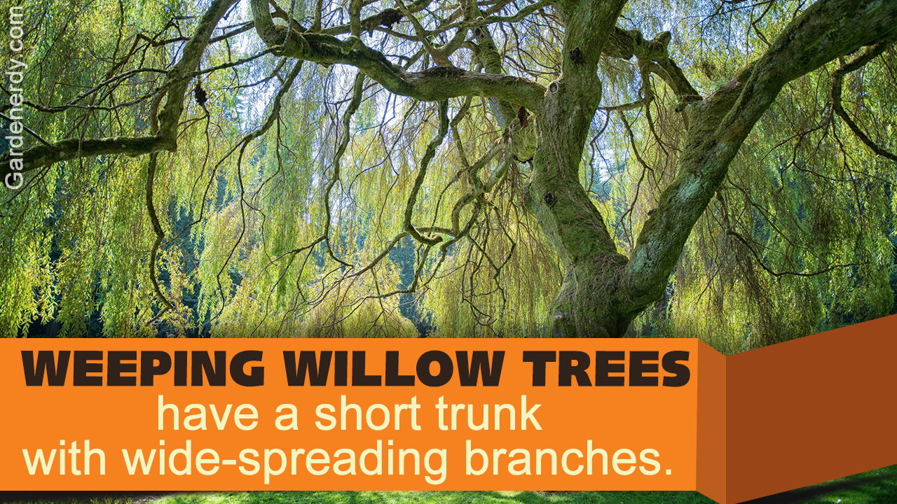 Weeping Willow Tree Facts