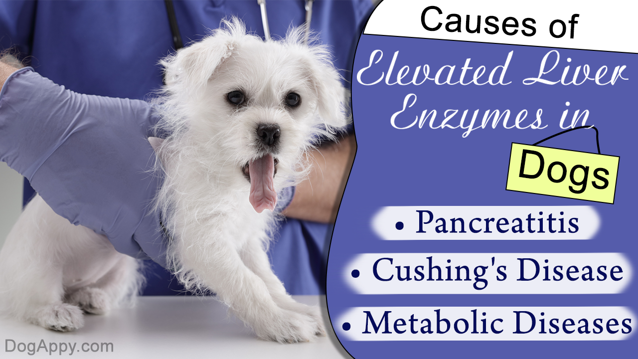 Elevated Liver Enzymes in Dogs