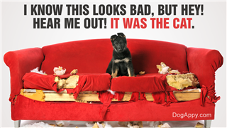 German Shepard Puppy Sitting On A Destroyed Red Couch