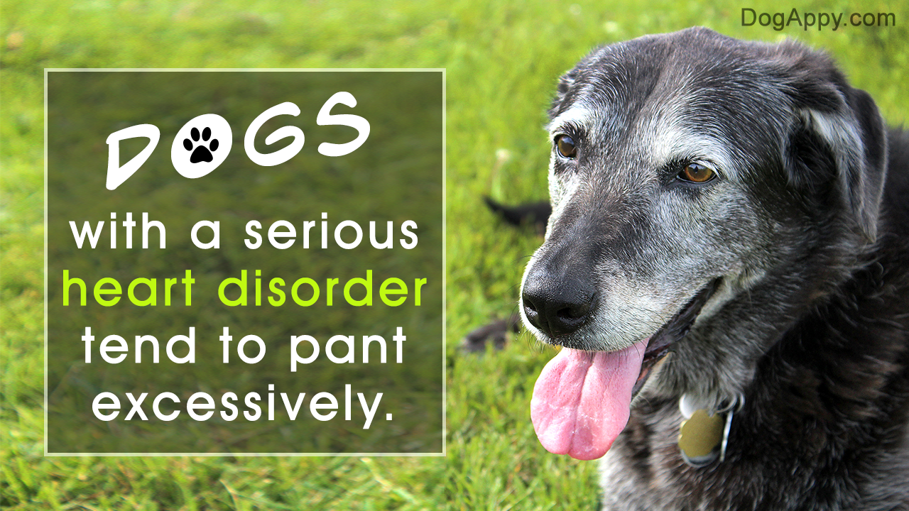 Excessive Panting in Dogs