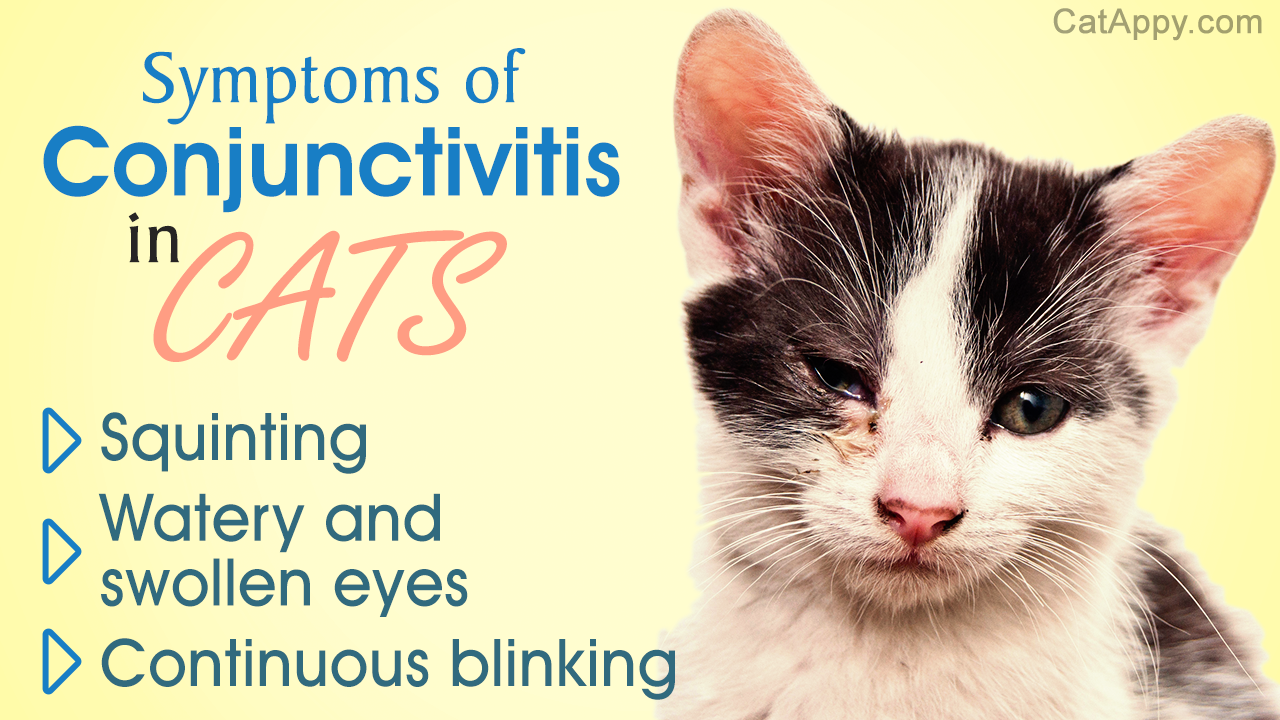 Symptoms of Cat Health Problems