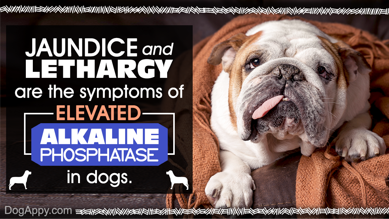 Elevated Alkaline Phosphatase in Dogs