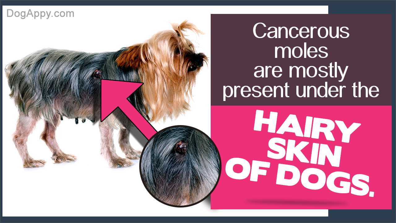 Cancerous Moles on Dogs