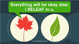 A conversation between an ordinary leaf and a maple leaf