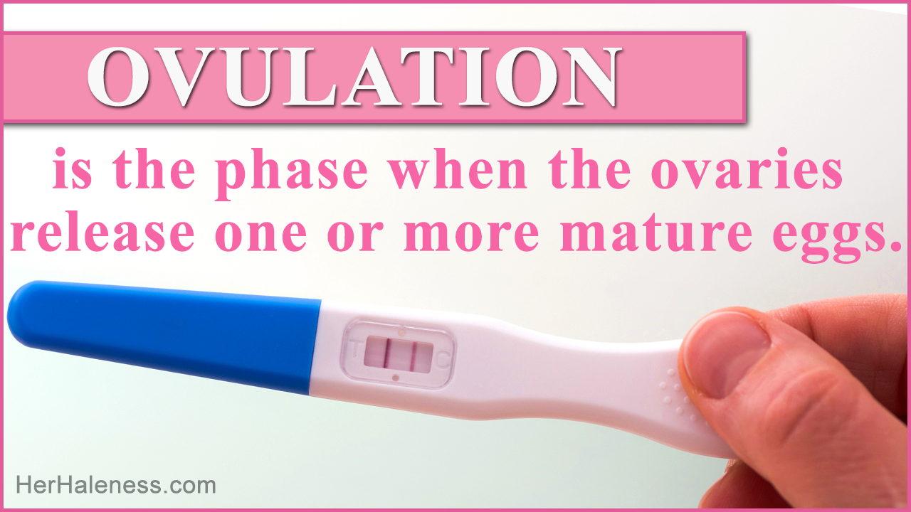 How Long Does Ovulation Last?