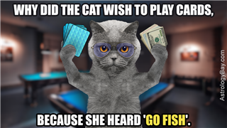 Cat Holds In Its Paws A Lot Of Money