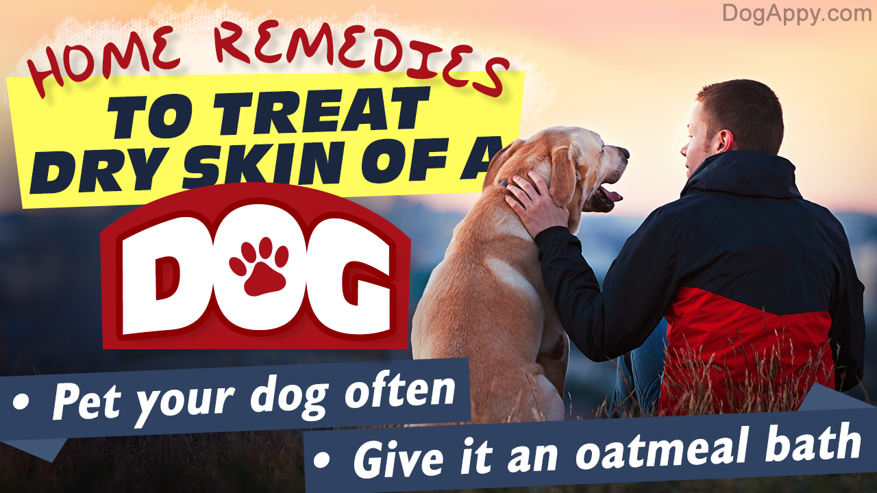 Home Remedies for Dry Skin on Dogs