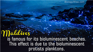 Bioluminescent protists plankton