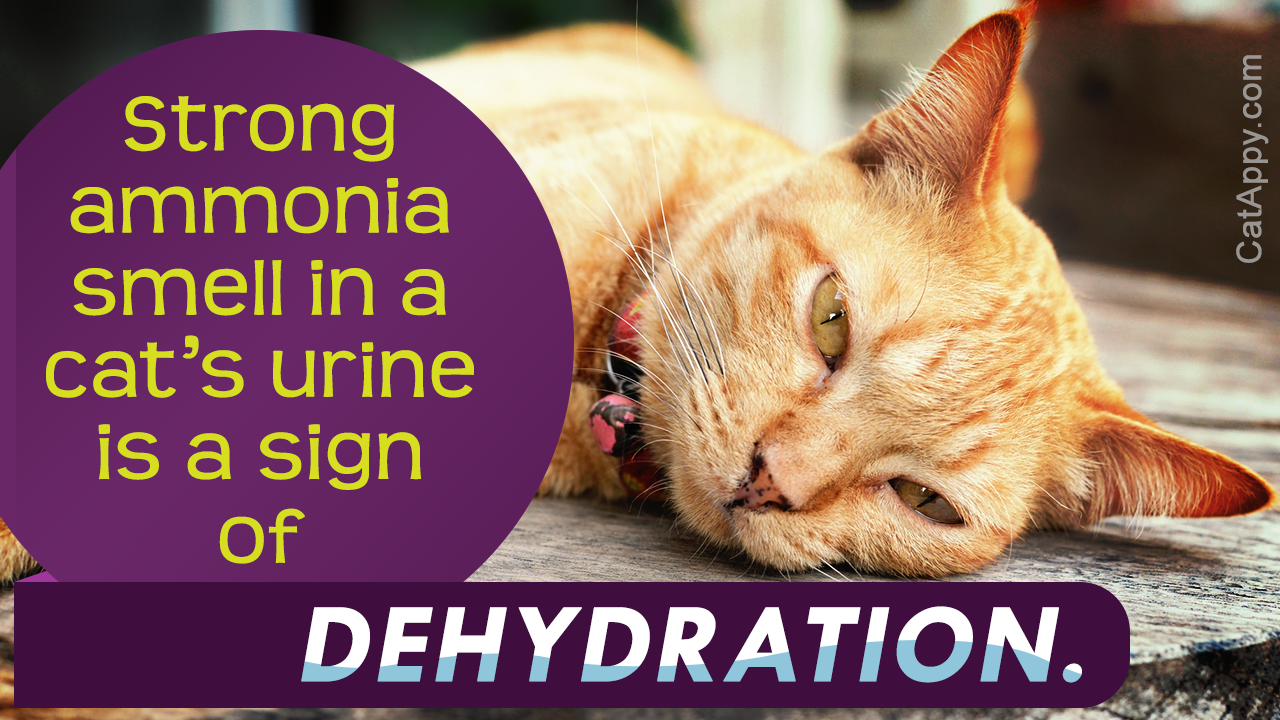 Ammonia Smelling Urine in Cats