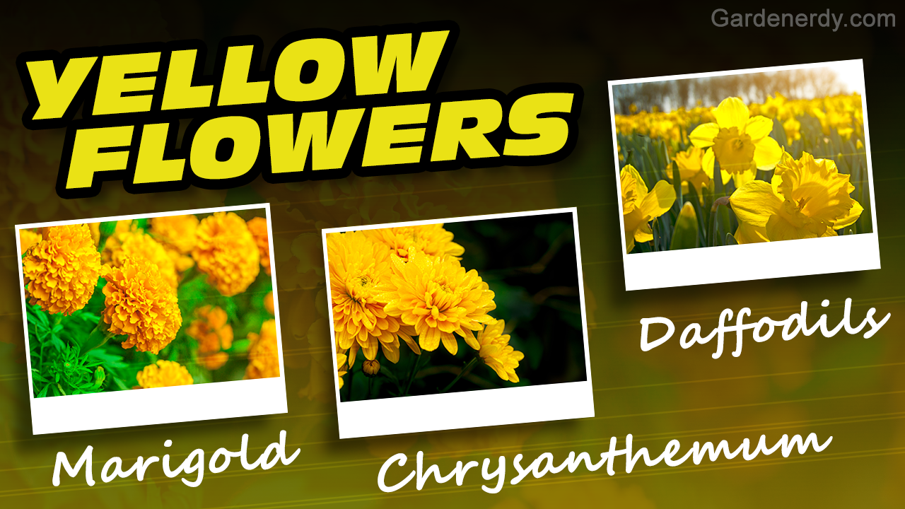 Yellow Flower Names