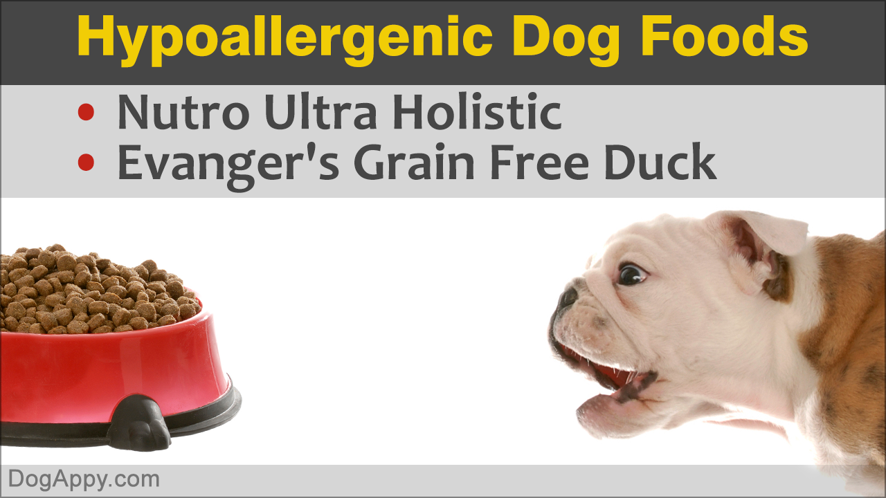 10 Best Hypoallergenic Dog Foods