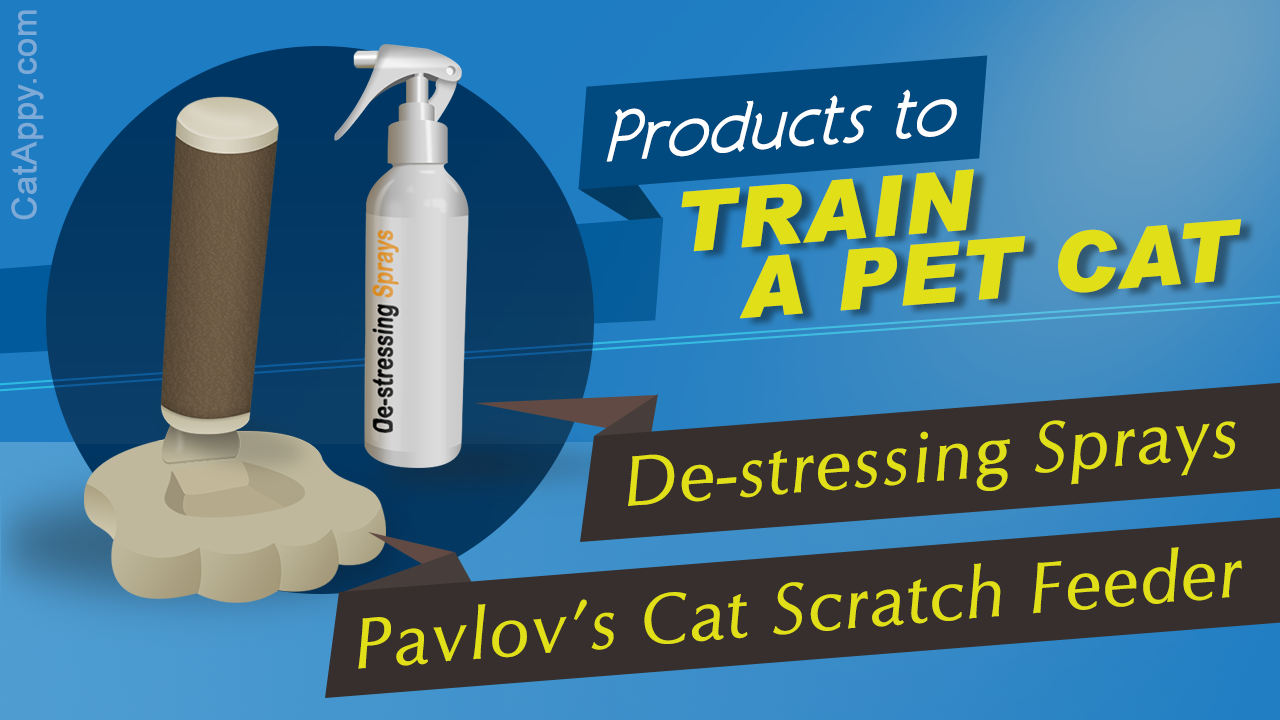 5 Products that Help You Train Your Cat