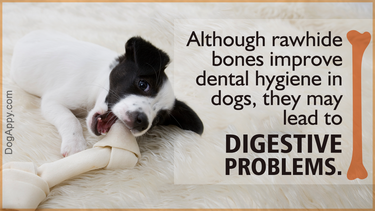 Are Rawhides Good for Dogs?
