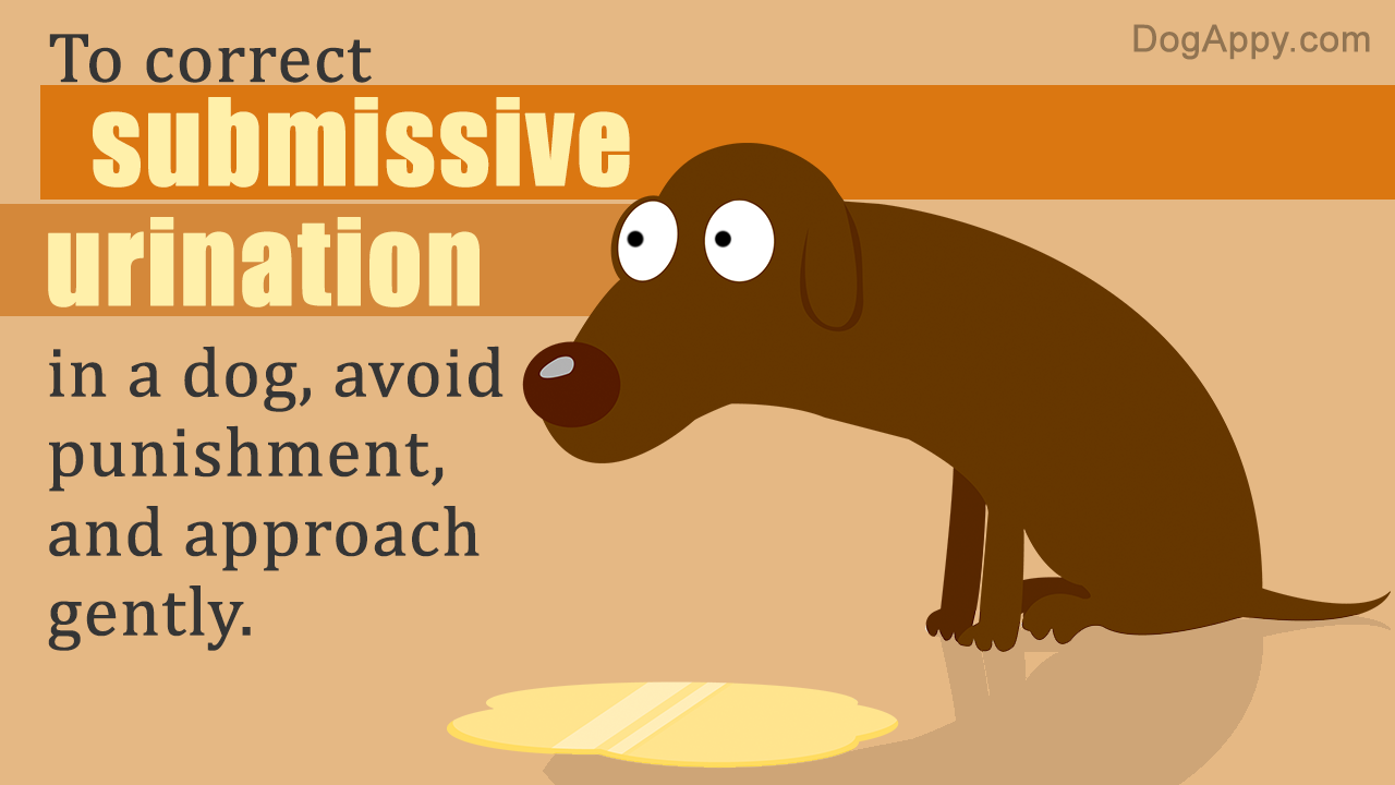 Correcting Submissive Urination in Dogs