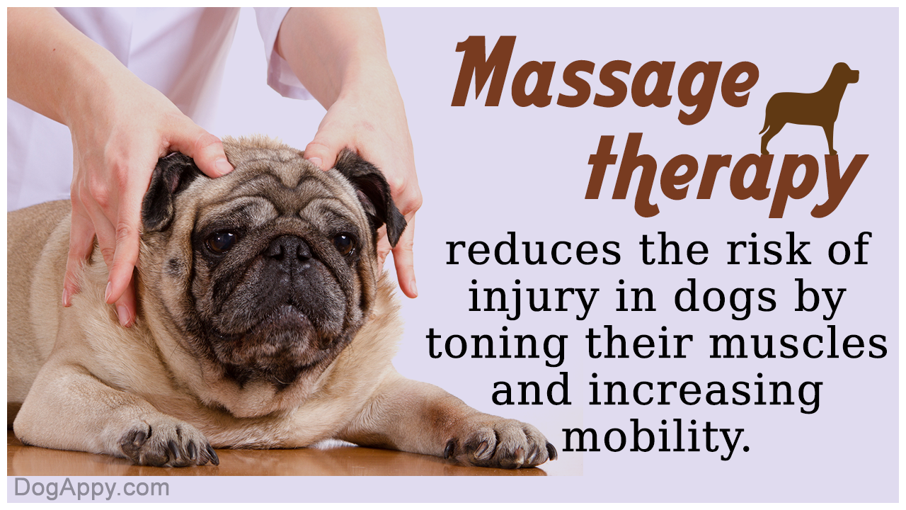 Benefits of Massage Therapy for Your Dog