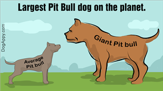 Largest Pit bull in the world